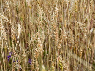 Golden ripe ears of wheat in field during summer, warm day