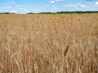 Golden ripe ears of wheat in field during summer, warm day