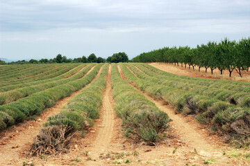 Fototapeta na wymiar Provence, Frankreich, lavendelfelder, Lavendel, Urlaub, Südfrankreich, Biofeld, Landwirtschaft