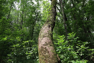 Fototapeta premium Summer forest atmosphere, rainy woods 
