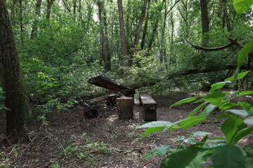 Forest after a hurricane, a fallen tree on a picnic spot