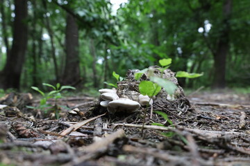 White fungi in the woods 