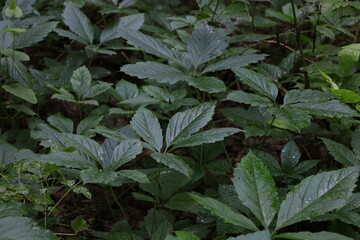 leaves in the garden, rainy forest 