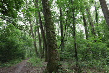 path in the forest