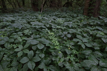 Obraz premium Summer rainy forest atmosphere 