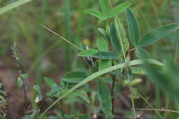 Grasshopper on the grass in the meadow