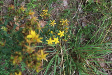 Obraz na płótnie Canvas Hypericum perforatum summer yellow flowers 