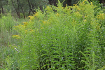 Summer grass in the meadow