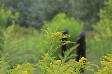 Canada goldenrod in the summer meadow 