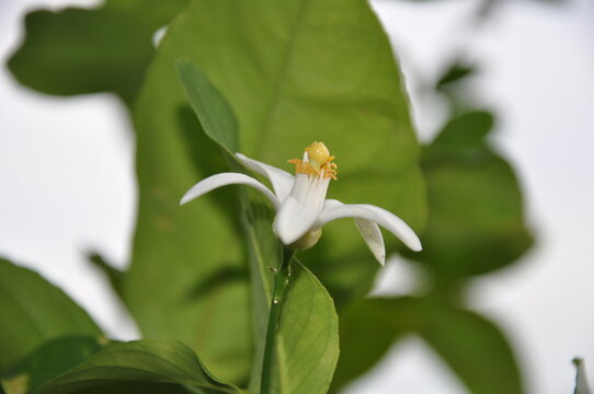 Zitronenbl&uuml;te