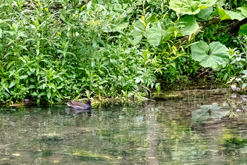Eurasian common moorhen (Gallinula chloropus) swimming in River Coln - Bibury, Gloucestershire, United Kingdom