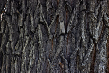 Maple tree bark texture closeup