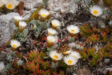 Painted lady butterfly (Vanessa cardui) on a strawflower or strooiblom (Helichrysum retortum)....