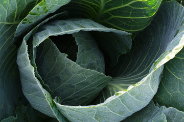 Fototapeta premium Fresh young cabbage close-up. Organic cabbage from the farm. Growing healthy vegetables. A head of cabbage.