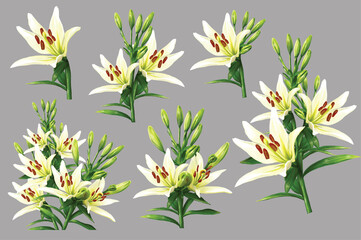 white lily flowers illustration