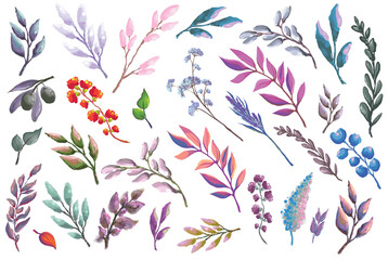 set of plant branches and herbs pattern, leaf of trees on white background illustration