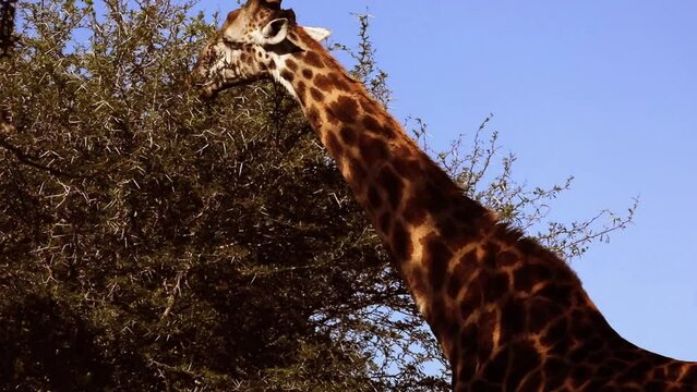 Giraffe in South Africa's Kruger National Park eating and feeding in a tree in the African savannah, where it lives in the wildlife and is an attraction for safaris and tourists.