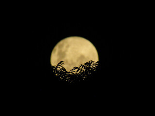 Moon