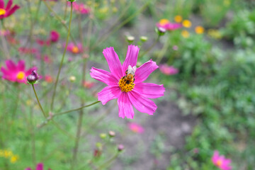 A beautiful pink flower with a bumblebee collecting pollen on a background of green foliage