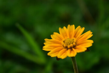 Obraz premium Sphagneticola trilobata or Singapore daisy flower taken from top angle