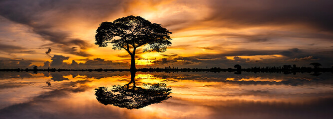 Panorama silhouette tree in africa with sunset.Tree silhouetted against a setting sun reflection on water.Typical african sunset with acacia trees in Tanzania, Africa.Wild safari landscape. - obrazy, fototapety, plakaty