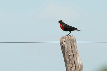 Fototapeta premium White browed Meadowlark ,Sturnella superciliaris, perched on a fence, Patagonia,Argentina