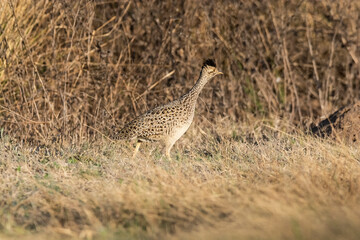 White bellied nothura, tinamou in grassland environment, Pampas, Argentina
