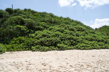 Fototapeta na wymiar White sand and tropical plant bushes at Sunayama Beach