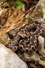 European Sand Viper //Europäische Hornotter (Vipera ammodytes) - Peloponnese, Greece