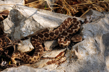 Europäische Hornotter // Nose-horned viper (Vipera ammodytes) - Peloponnese, Greece