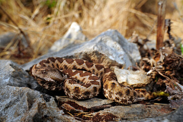 Fototapeta premium Europäische Hornotter // Nose-horned viper (Vipera ammodytes) - Peloponnese, Greece