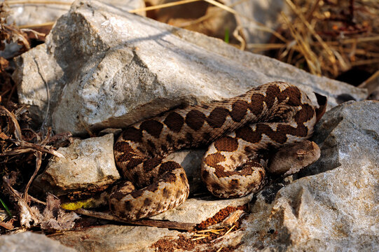 Nose-horned viper // Europ&auml;ische Hornotter (Vipera ammodytes) - Peloponnese, Greece