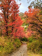 Fall Leaves on the Rock Canyon Trail, Utah