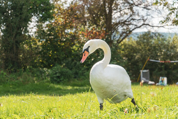 goose on grass at a lake