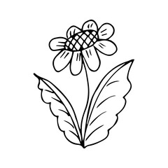hand drawn doodle plant element for floral design concept