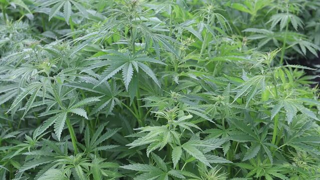 Branches of cannabis bushes condes sways in the wind. Cannabis or marijuana plant in field