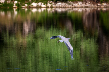 Gray heron, bird belonging to the Ardeidae family. The heron as it takes flight over the green waters of the lake.