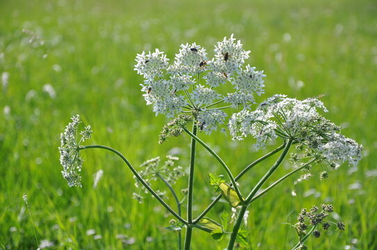 Bl&uuml;hende Blumenwiese