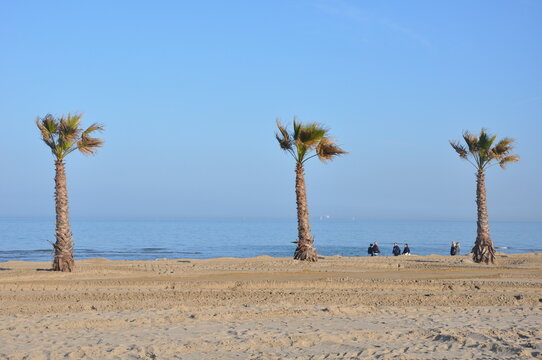 3 einsame Palmen am Strand in Sottomarina