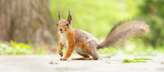 Rotes Eichhörnchen sitzt im Gras..