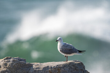 Hartlaub's gull (Chroicocephalus hartlaubii) perched on a rock with a wave breaking behind it. Hermanus, Whale Coast, Overberg, Western Cape, South Africa.