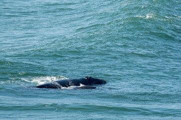 Southern right whale (Eubalaena australis) adult and calf. Hermanus, Whale Coast, Overberg, Western Cape, South Africa.