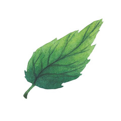Green leaf drawing watercolor isolated on white background. Watercolor botanical illustration.