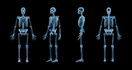 Accurate xray image of human skeletal system with adult male skeleton isolated on black background 3D rendering illustration. Anatomy, medical, healthcare, science, osteology concept. - obrazy, fototapety, plakaty