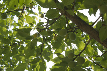 Plums hanging on branches on a farm.