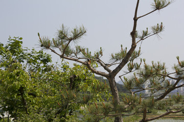 
A bare branch of a pine tree.