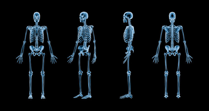 Accurate xray image of human skeletal system with adult male skeleton isolated on black background 3D rendering illustration. Anatomy, medical, healthcare, science, osteology concept.