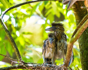 Two juvenile black-crowned night herons standing in their nest