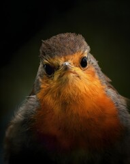 Portrait eines Rotkehlchens