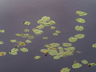 Water surface in the lake with leaves